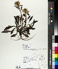 Pedicularis canadensis image