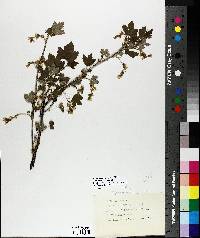 Ribes americanum image