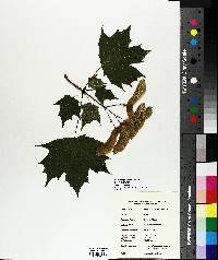 Acer platanoides image