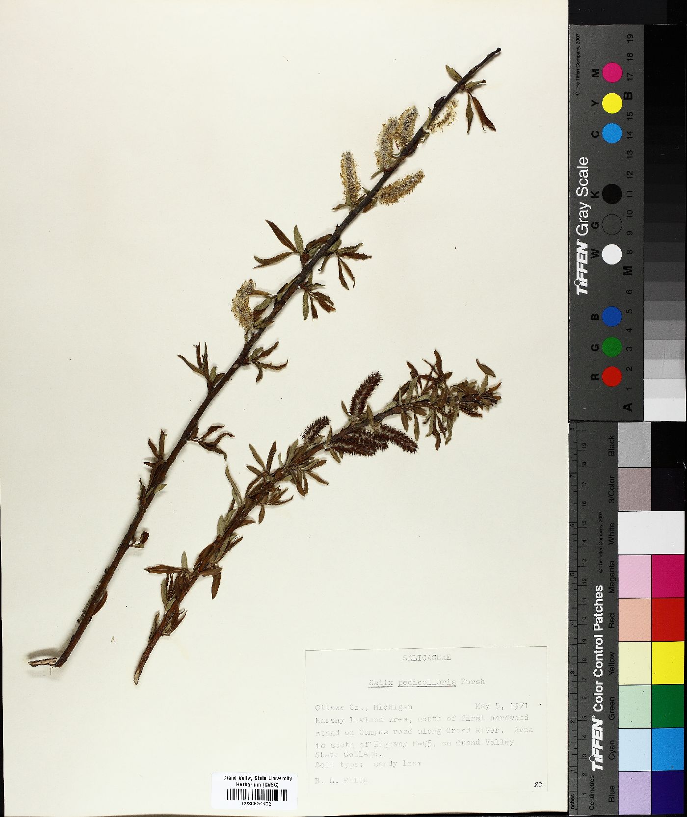 Salix pedicellaris image