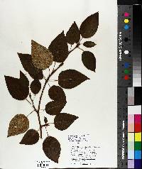 Populus balsamifera image