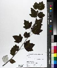 Populus alba image