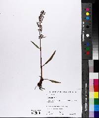 Rumex arcticus image