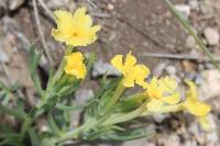 Lithospermum incisum image