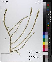 Lycopodiella alopecuroides image