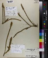 Lycopodiella alopecuroides image