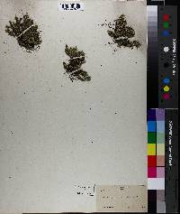 Selaginella rupestris image