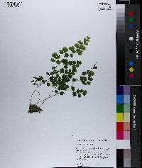 Adiantum capillus-veneris image