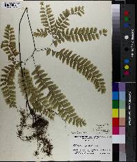 Pteridium aquilinum subsp. pseudocaudatum image