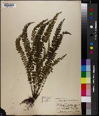 Asplenium lunulatum image