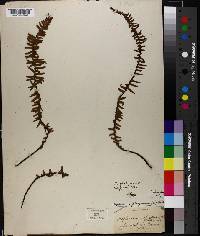 Asplenium platyneuron image