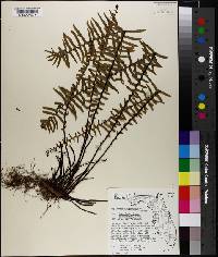 Asplenium platyneuron var. bacculum-rubrum image