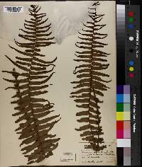 Blechnum punctulatum image