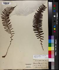 Blechnum punctulatum image