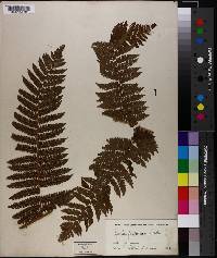 Cyathea furfuracea image