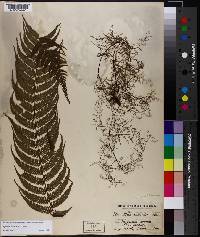 Cyathea capensis image