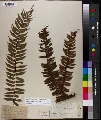 Cyathea sagittifolia image