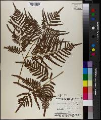 Pteridium aquilinum subsp. pseudocaudatum image