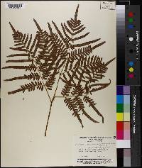 Pteridium aquilinum subsp. pseudocaudatum image