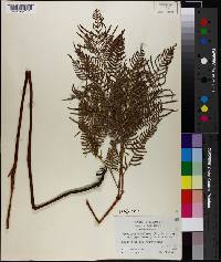 Pteridium aquilinum subsp. pseudocaudatum image