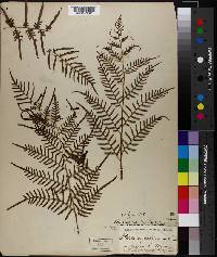 Pteridium aquilinum subsp. pseudocaudatum image