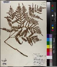 Pteridium aquilinum subsp. pseudocaudatum image