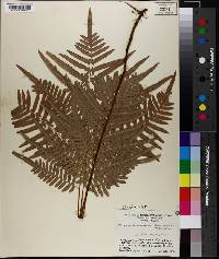 Pteridium aquilinum subsp. pseudocaudatum image