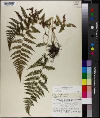 Athyrium filix-femina subsp. asplenioides image