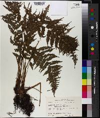 Athyrium filix-femina subsp. asplenioides image