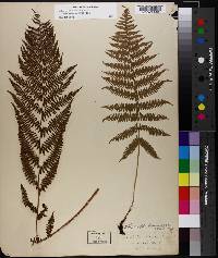 Athyrium filix-femina subsp. angustum image