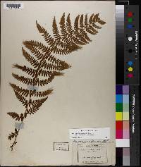 Athyrium asplenioides var. cyclosorum image