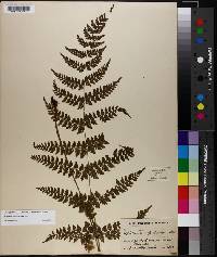 Athyrium scandicinum image