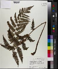 Dryopteris celsa image