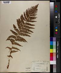 Dryopteris filix-mas image