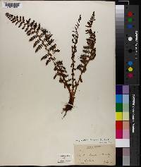 Dryopteris fragrans image