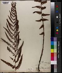 Dryopteris ludoviciana image