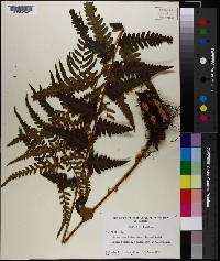 Dryopteris ludoviciana image