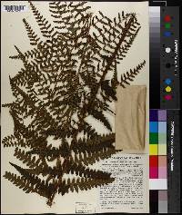 Dryopteris ludoviciana image