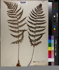 Dryopteris marginalis image