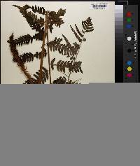 Dryopteris goldieana image