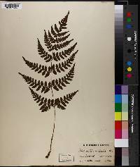 Dryopteris inaequalis image