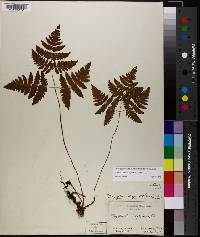 Gymnocarpium dryopteris image