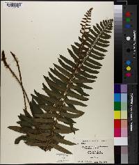 Polystichum acrostichoides image