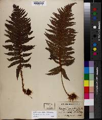 Polystichum luctuosum image