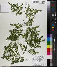 Lygodium japonicum image