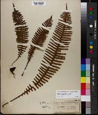 Pecluma ptilodon image