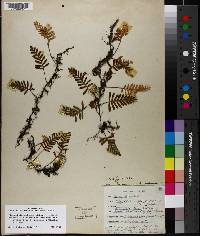 Pleopeltis polypodioides subsp. michauxiana image