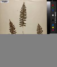 Polypodium appalachianum image