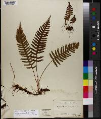 Polypodium appalachianum image