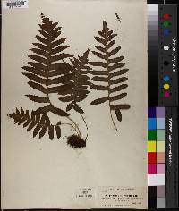 Polypodium californicum image